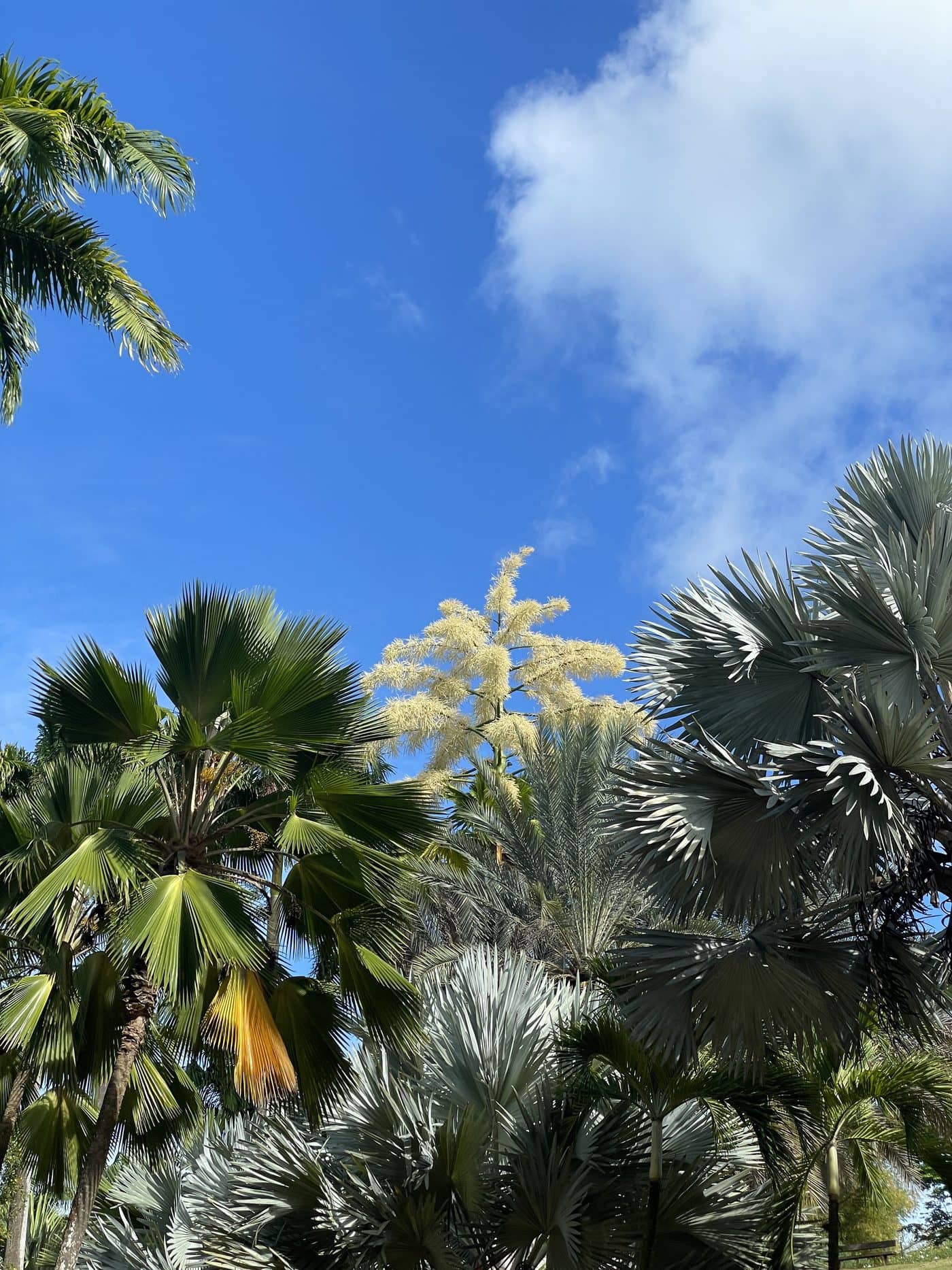 Palm crowns against a bright blue sky in Le François, Martinique